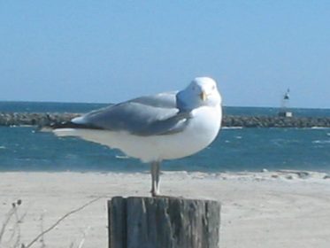 Seagull Stories