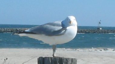 Seagull Stories