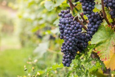 Whatever You Are Against, You Will Get More Of It grapes on a vine