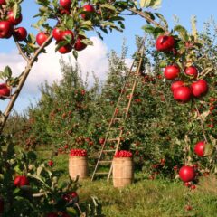 3 Keys to Spiritual Maturity Apples