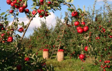 3 Keys to Spiritual Maturity Apples