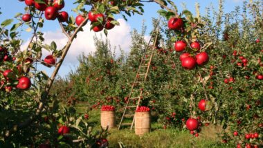3 Keys to Spiritual Maturity Apples