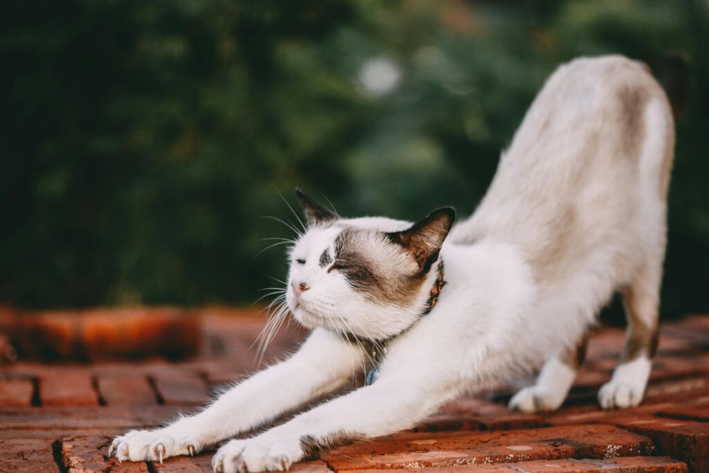 Who Unity Tack Is For Cat Stretching