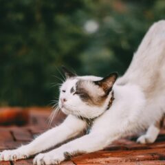 Who Unity Tack Is For Cat Stretching
